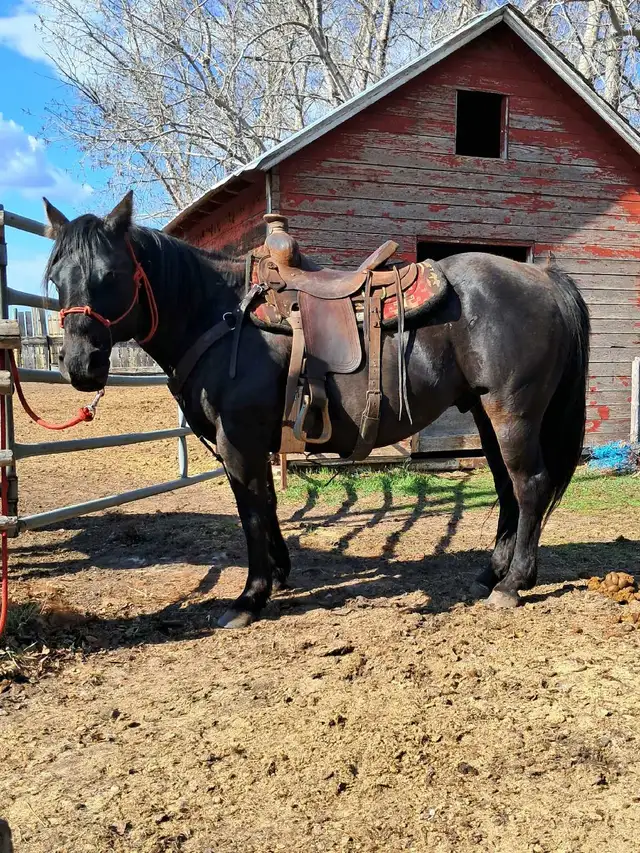 solid gelding - Photo 2