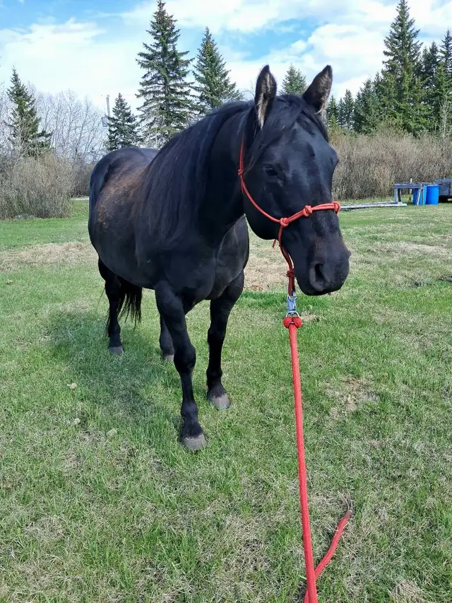 solid gelding - Photo 3