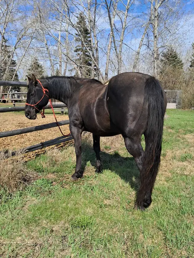 solid gelding - Photo 4