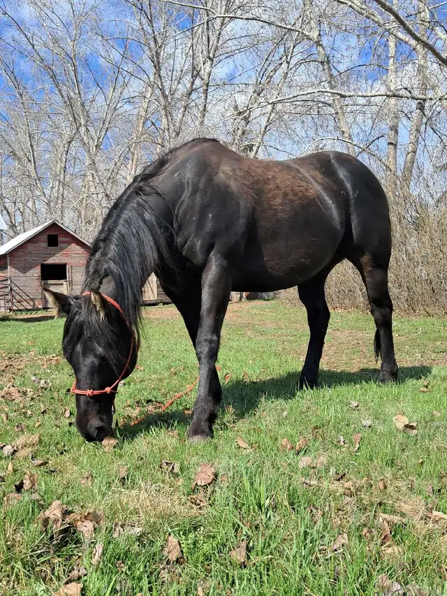 solid gelding - Photo 5
