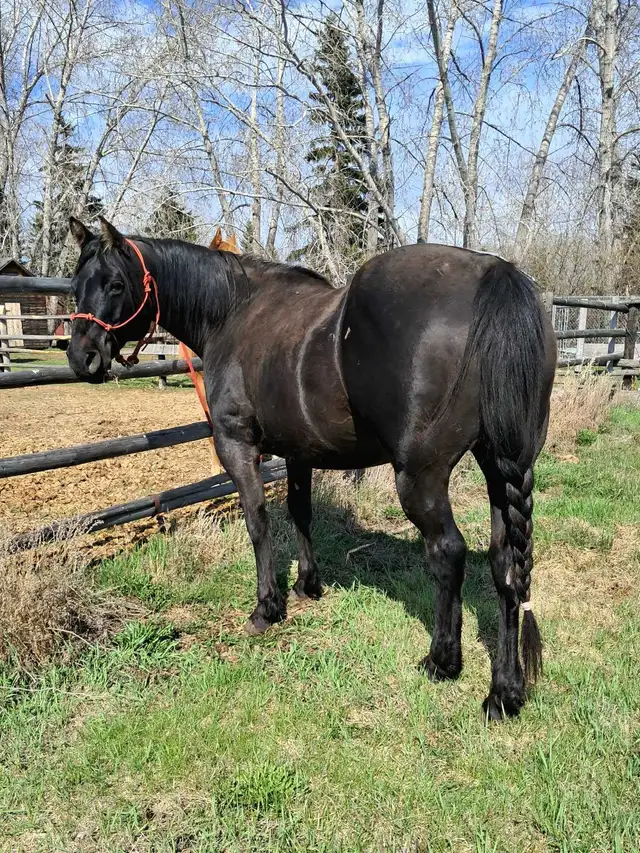 solid gelding - Photo 6