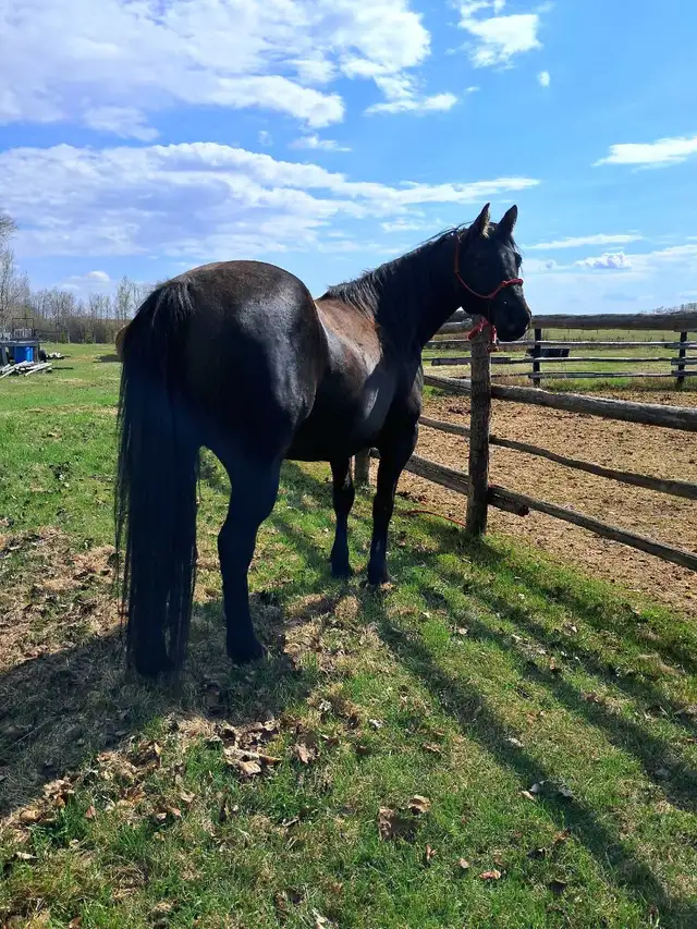 solid gelding - Photo 7