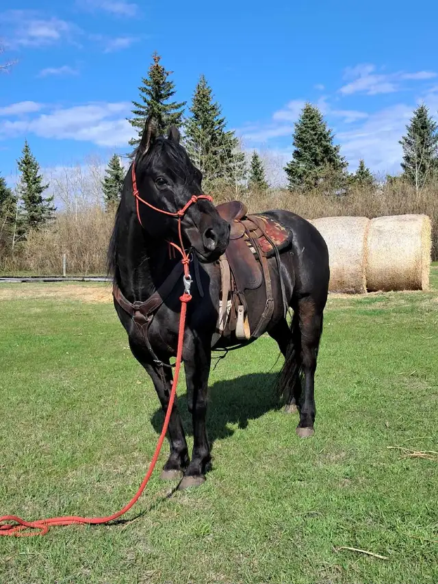 solid gelding - Photo 8