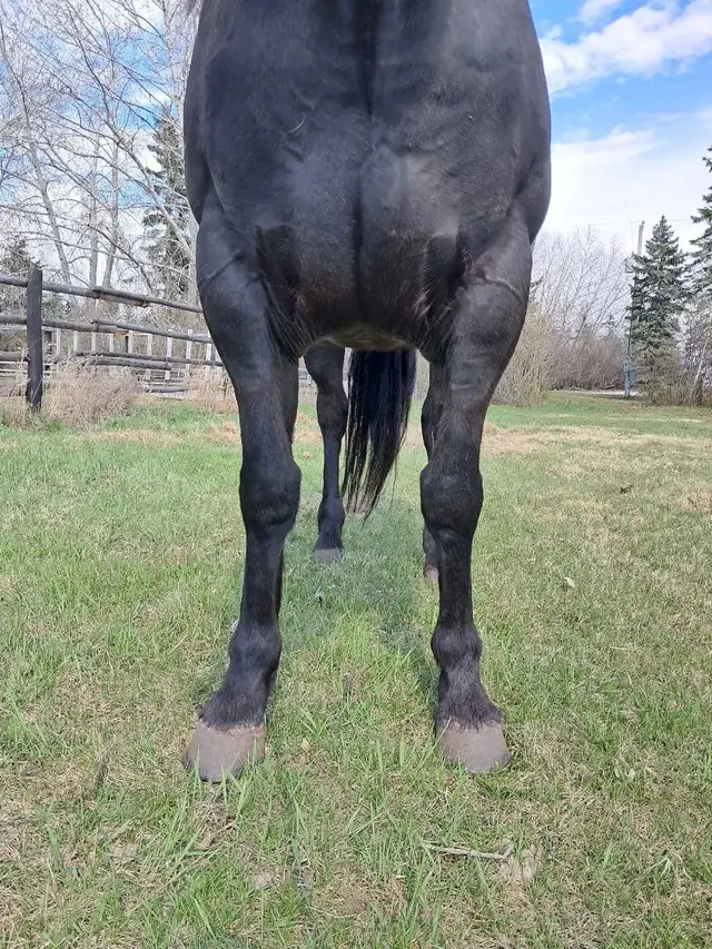 solid gelding - Photo 9