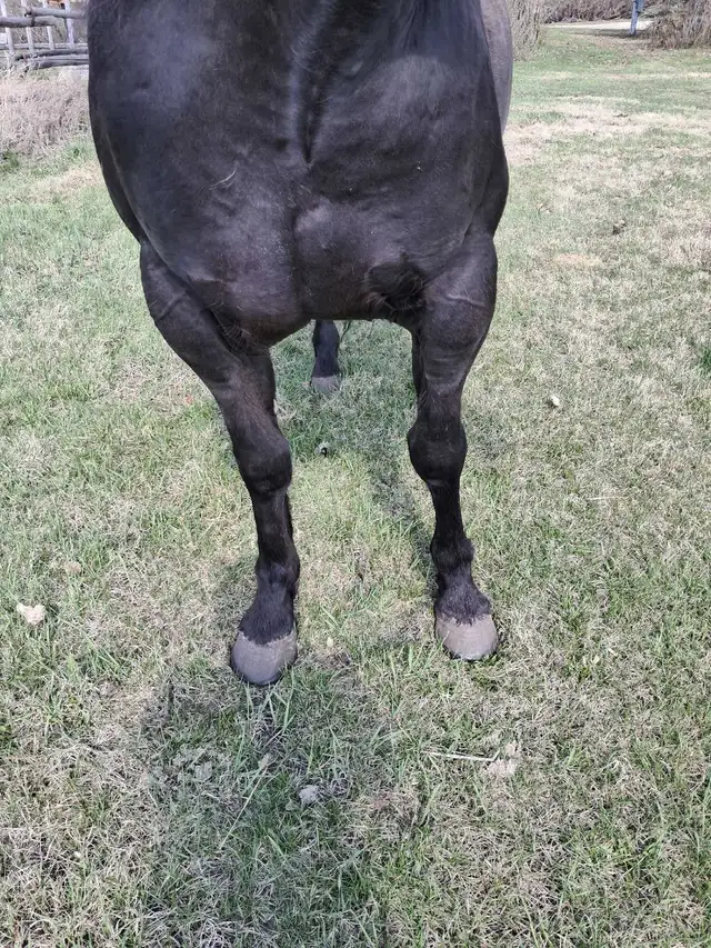 solid gelding - Photo 10