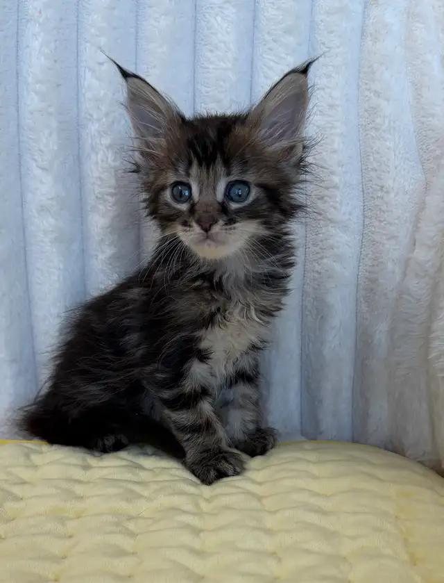 MAINE COON TICA REGISTERED EUROPE EUROPEAN LINES