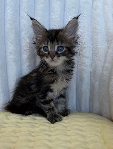 MAINE COON TICA REGISTERED EUROPE EUROPEAN LINES