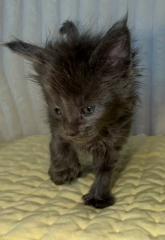 MAINE COON TICA REGISTERED EUROPE EUROPEAN LINES - Photo 2