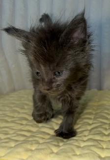 MAINE COON TICA REGISTERED EUROPE EUROPEAN LINES - Photo 2