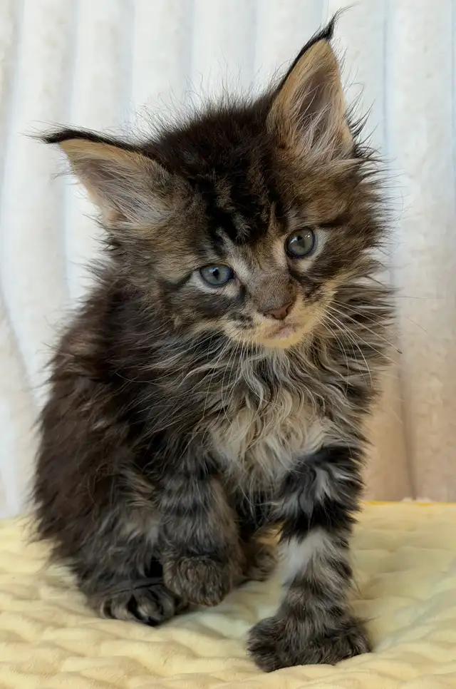 MAINE COON TICA REGISTERED EUROPE EUROPEAN LINES - Photo 3