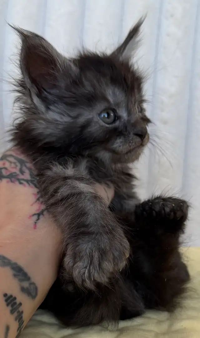 MAINE COON TICA REGISTERED EUROPE EUROPEAN LINES - Photo 4