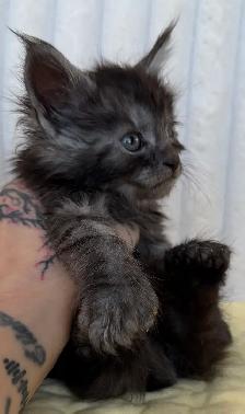 MAINE COON TICA REGISTERED EUROPE EUROPEAN LINES - Photo 4