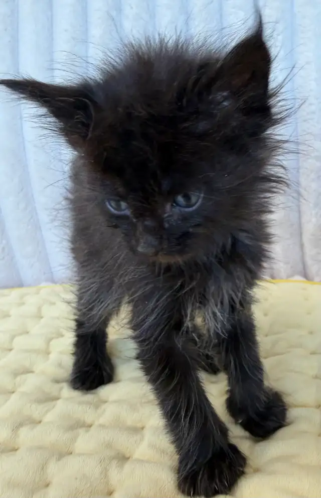 MAINE COON TICA REGISTERED EUROPE EUROPEAN LINES - Photo 5