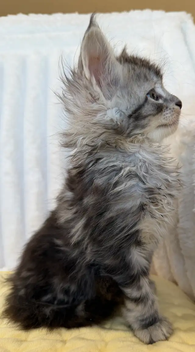 MAINE COON TICA REGISTERED EUROPE EUROPEAN LINES - Photo 6