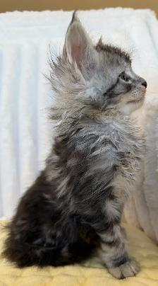 MAINE COON TICA REGISTERED EUROPE EUROPEAN LINES - Photo 6