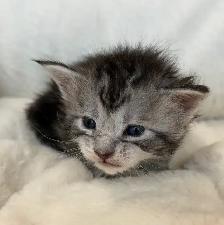 MAINE COONS TICA REGISTERED EUROPEAN LINES