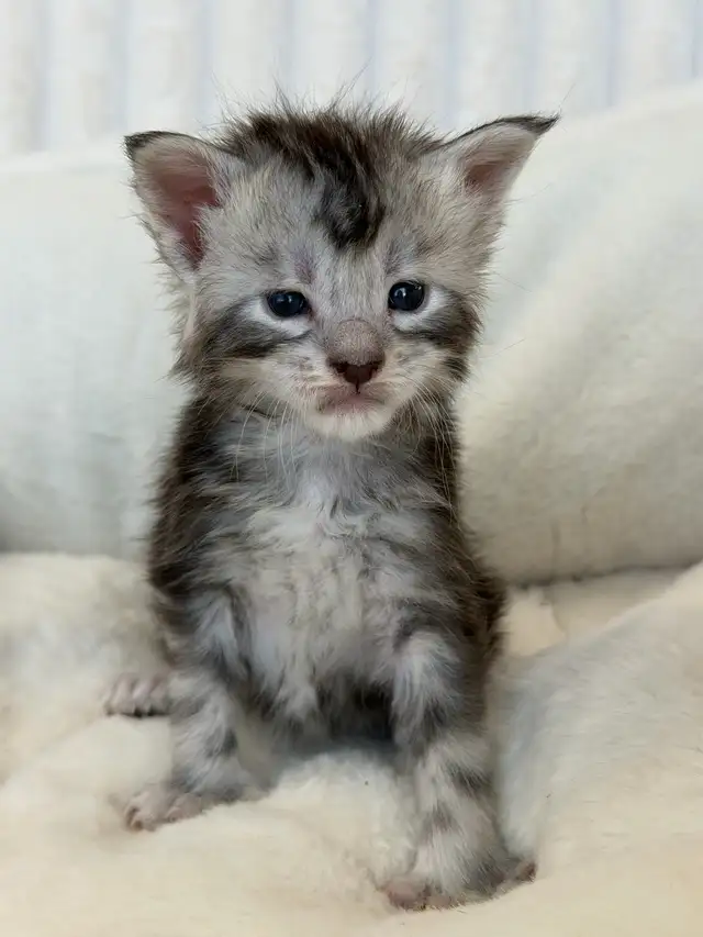 MAINE COONS TICA REGISTERED EUROPEAN LINES - Photo 2