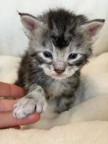 MAINE COONS TICA REGISTERED EUROPEAN LINES - Photo 3