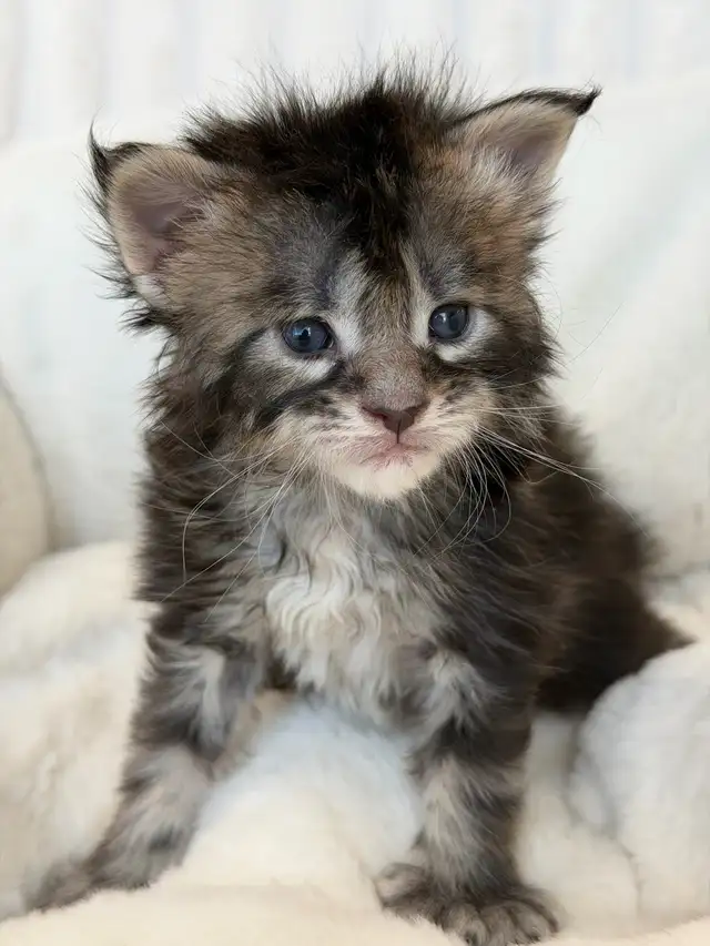 MAINE COONS TICA REGISTERED EUROPEAN LINES - Photo 4