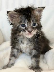 MAINE COONS TICA REGISTERED EUROPEAN LINES - Photo 4