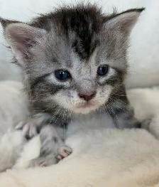 MAINE COONS TICA REGISTERED EUROPEAN LINES - Photo 5