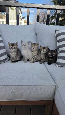 KITTENS FOR SALE