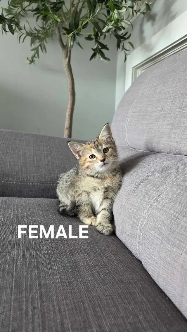 KITTENS FOR SALE - Photo 2