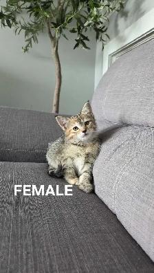 KITTENS FOR SALE - Photo 2