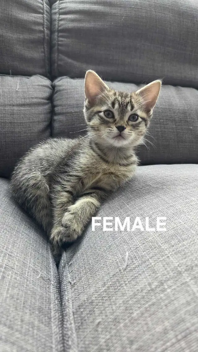 KITTENS FOR SALE - Photo 3