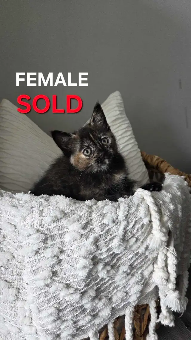 KITTENS FOR SALE - Photo 4