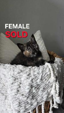 KITTENS FOR SALE - Photo 4