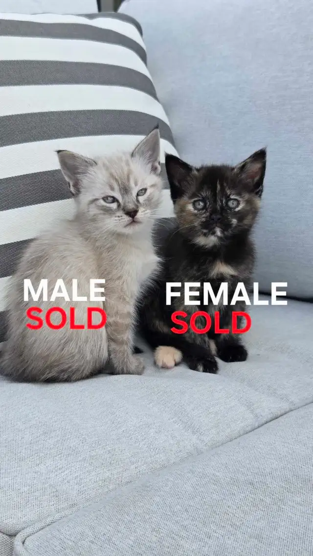 KITTENS FOR SALE - Photo 5