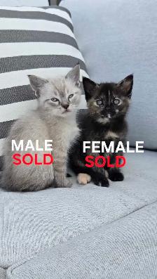 KITTENS FOR SALE - Photo 5
