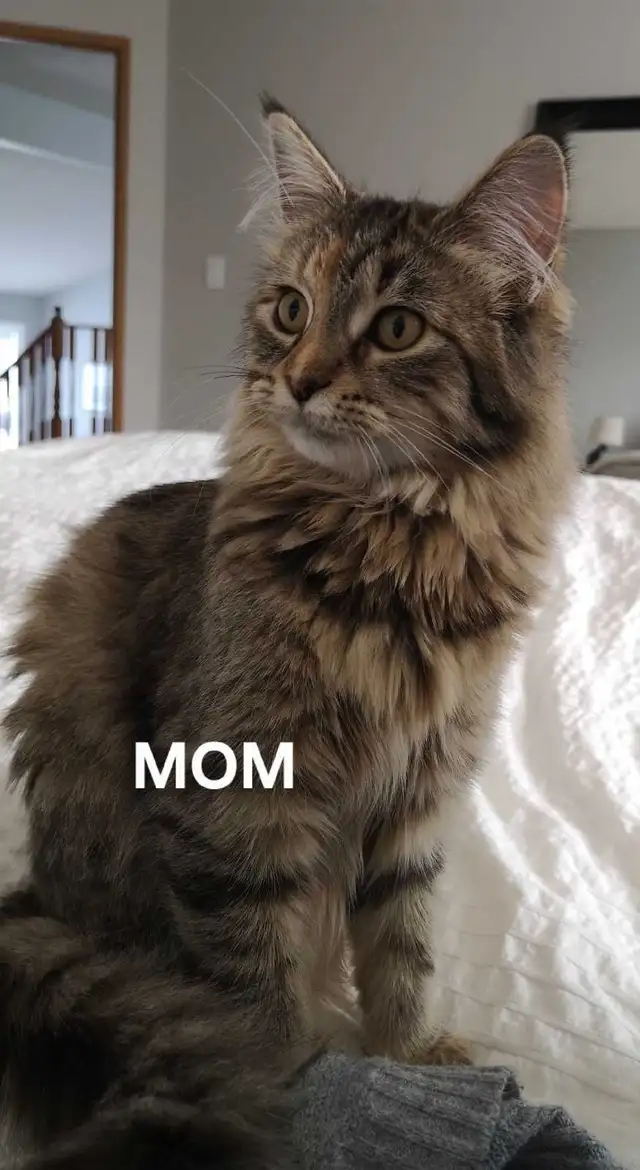 KITTENS FOR SALE - Photo 6