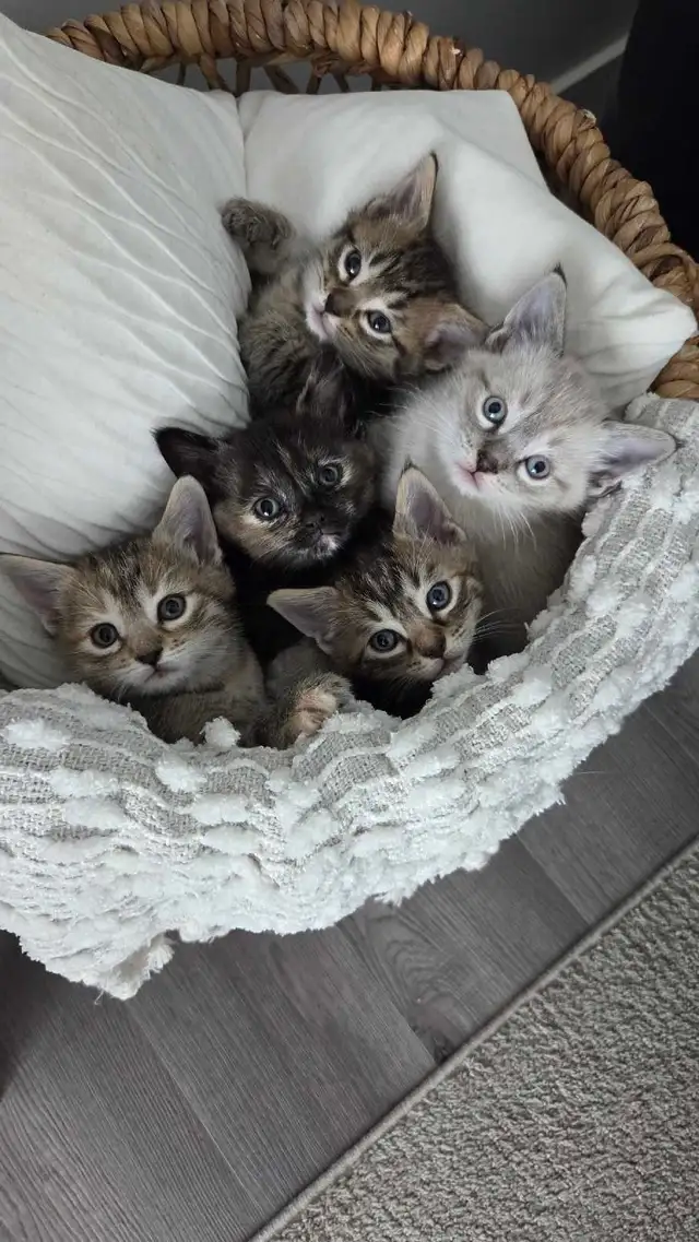 KITTENS FOR SALE - Photo 7