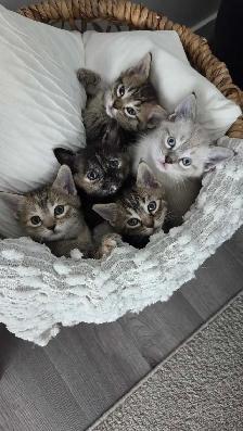 KITTENS FOR SALE - Photo 7