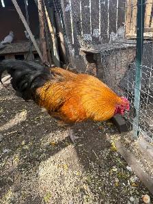Big size Roosters for sale