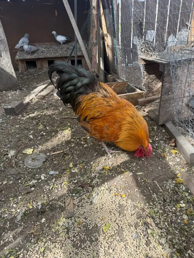 Big size Roosters for sale - Photo 2