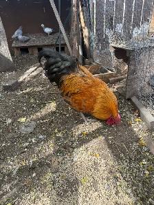 Big size Roosters for sale - Photo 2