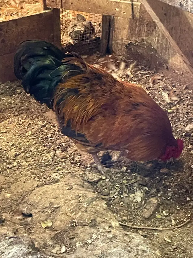 Big size Roosters for sale - Photo 3