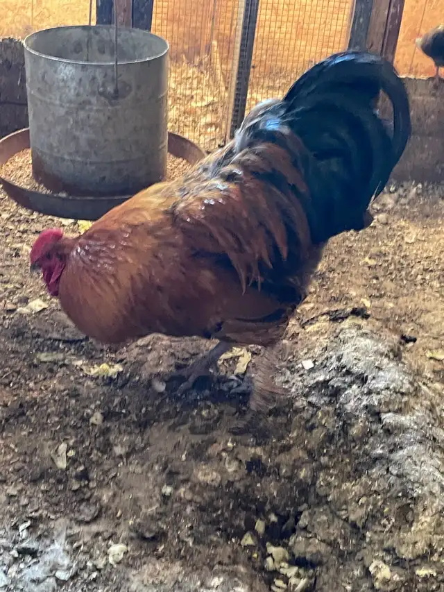 Big size Roosters for sale - Photo 4