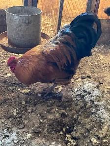 Big size Roosters for sale - Photo 4