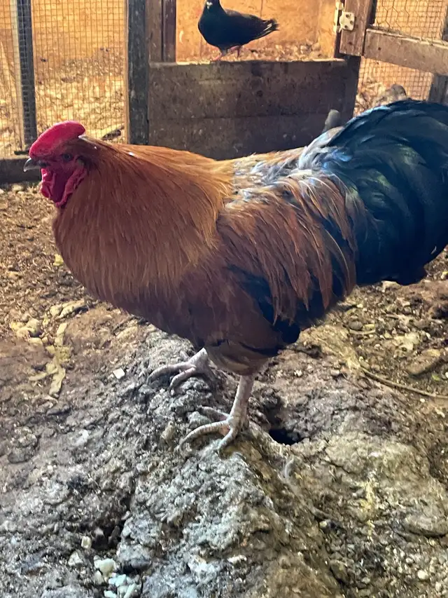 Big size Roosters for sale - Photo 5