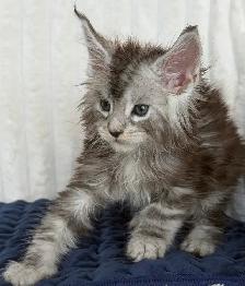 MAINE COONS TICA REGISTERED EUROPEAN LINES