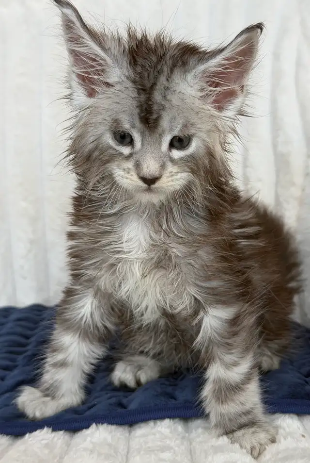 MAINE COONS TICA REGISTERED EUROPEAN LINES - Photo 2