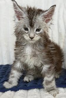 MAINE COONS TICA REGISTERED EUROPEAN LINES - Photo 2