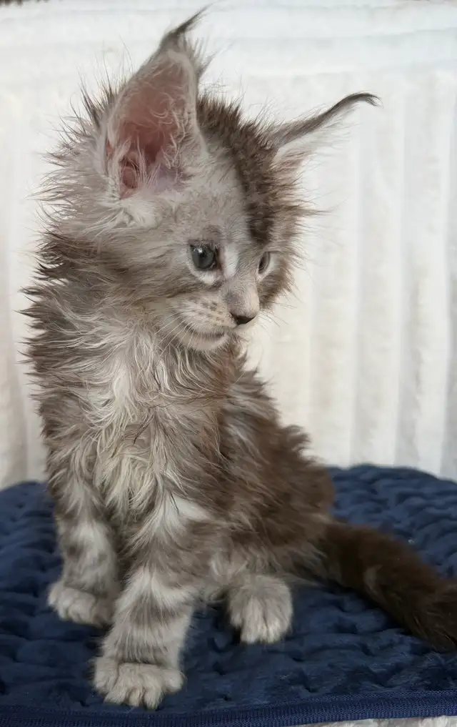 MAINE COONS TICA REGISTERED EUROPEAN LINES - Photo 3