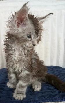 MAINE COONS TICA REGISTERED EUROPEAN LINES - Photo 3