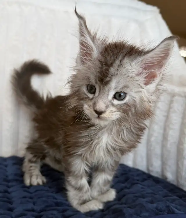 MAINE COONS TICA REGISTERED EUROPEAN LINES - Photo 4