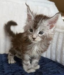 MAINE COONS TICA REGISTERED EUROPEAN LINES - Photo 4